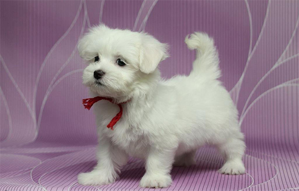 1407925044_maltiyskaya-bolonka_04