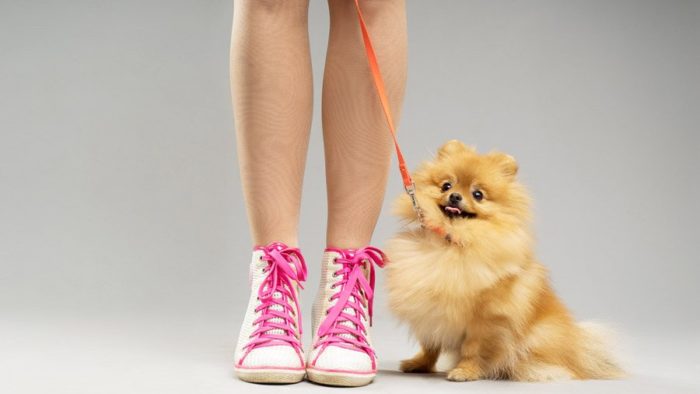 1480941168_pomeranian-dog-photo-5