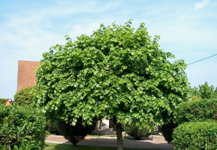 23efb09320b973d99f1e58f21491be95_1490791551_1000_750