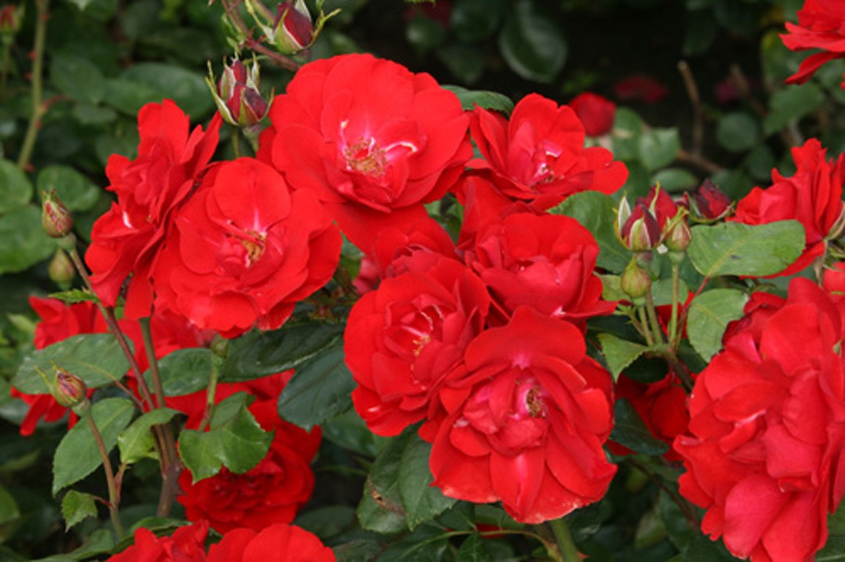 ÐÐ°ÑÑÐ¸Ð½ÐºÐ¸ Ð¿Ð¾ Ð·Ð°Ð¿ÑÐ¾ÑÑ ÑÐ¾Ð·Ð°