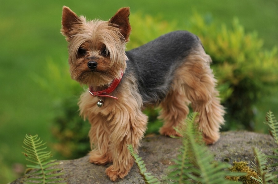 ÐоÑкÑиÑÑкий ÑеÑÑеÑ