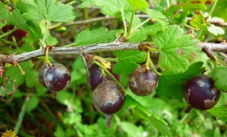 Ð¼ÑÑÐ½Ð¸ÑÑÐ°Ñ ÑÐ¾ÑÐ° Ð½Ð° ÑÐ¼Ð¾ÑÐ¾Ð´Ð¸Ð½Ðµ