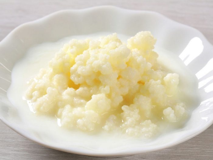 Organic probiotic milk kefir grains