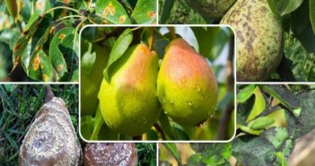 articles_logo_1509455327