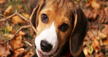 Собака бигль описание породы характер, содержание и уход. Бигль и дети beagle-2