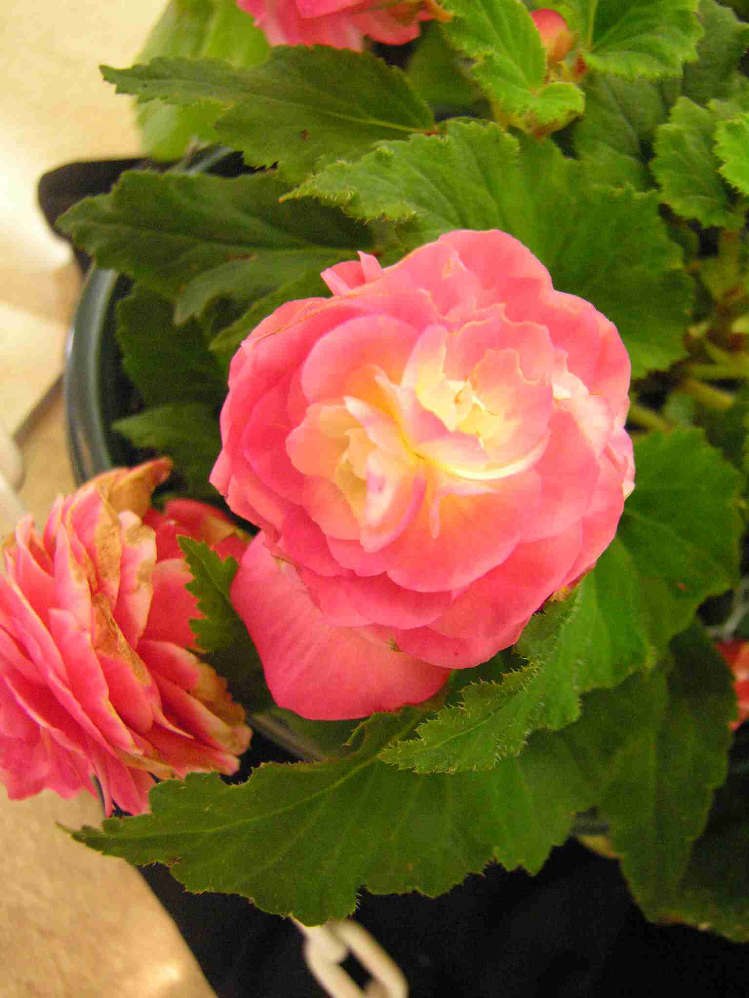 begonia2