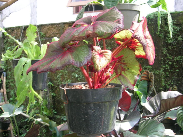 begonia29-768x576
