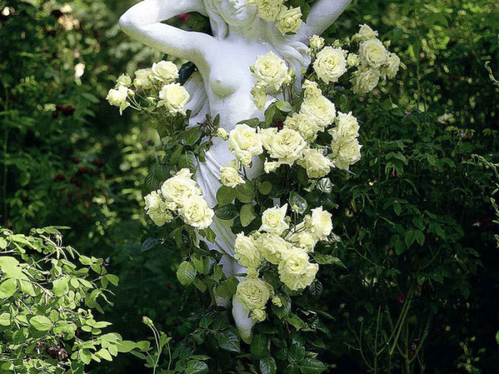 belaya-roza-obvivayuschayasya