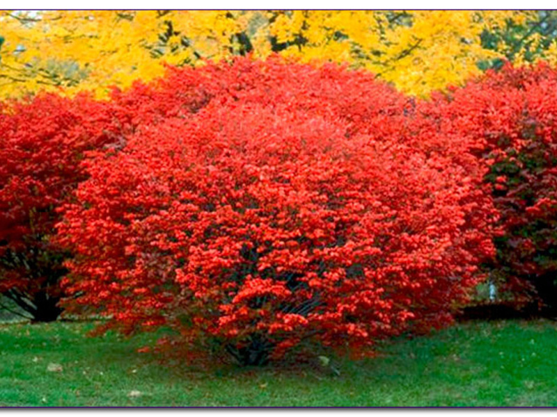 Картинки по запросу декоративная обрезка берекслета