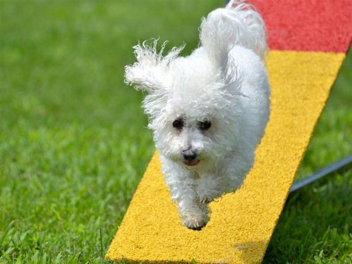 12649901 - bichon frise leaping off a teeter-totter at a dog agility trial