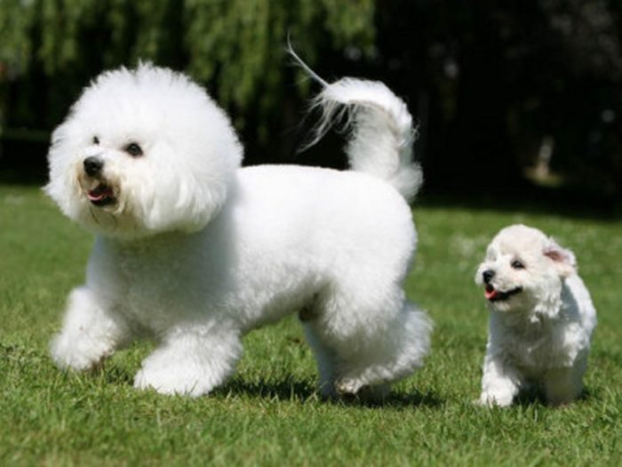 bichon_frise_20-400x300