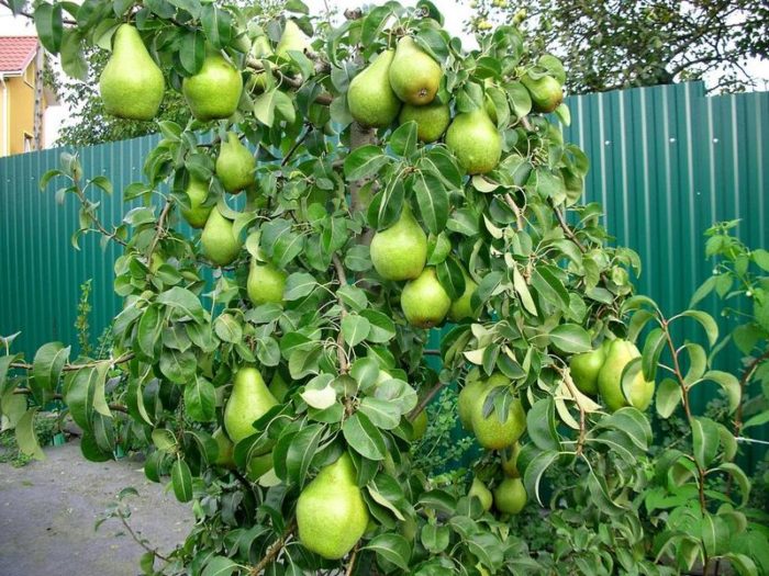 derevo-grushi-s-plodami-1