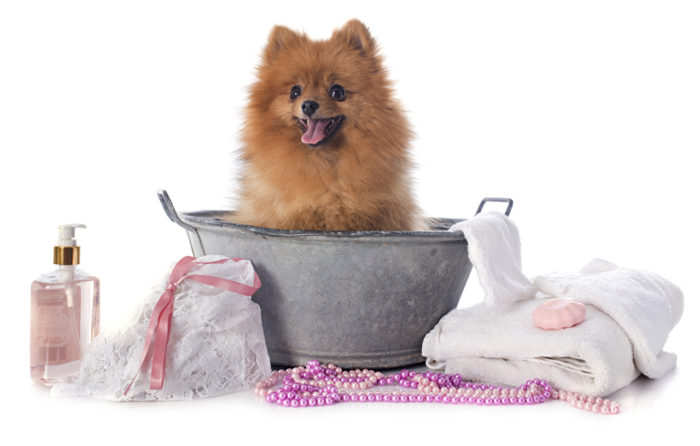 dogs_jewelry_towel_white_background_spitz_bathroom_531022_1280x815