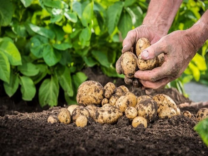 flora-food-plant-potato-produce-vegetable-soil-acorn-grain-nut