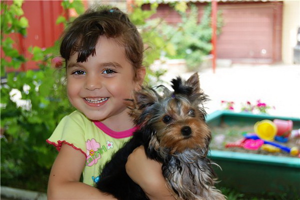 harakter_yorkshire_terriera2