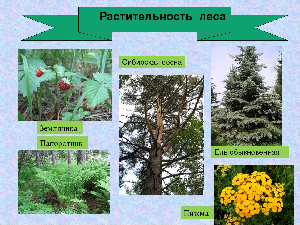 Растения леса 5 класс биология. Растения Лесной зоны. Растения леса России. Растения леса 4 класс. Растения в смешанных лесах.