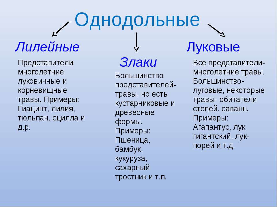 Однодольные это. Представители однодольных и двудольных. Представители однодольных и двудольных растений. Примеры классов однодольных и двудольных растений. Однодольные и двудольные растения примеры.