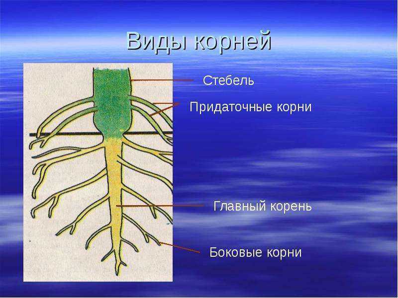 ÃÂÃÂÃÂÃÂ¸ÃÂÃÂ´ÃÂÃÂ ÃÂÃÂºÃÂÃÂ¾ÃÂÃÂÃÂÃÂ½ÃÂÃÂµÃÂÃÂ¹