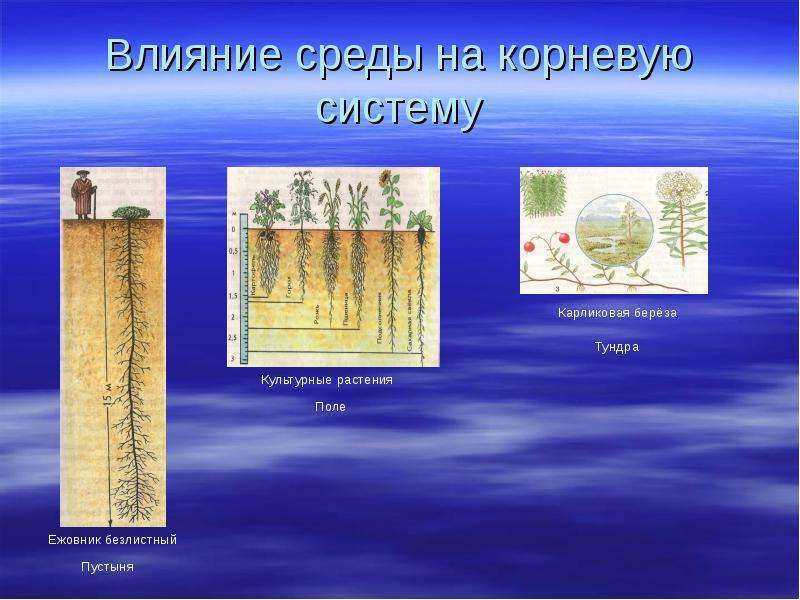 Влияние среды на растения условия. Влияние условий среды на корневую систему растений. Корневая система карликоой берёзы. Берещв коневпя система. Влияние корневую систему растения..