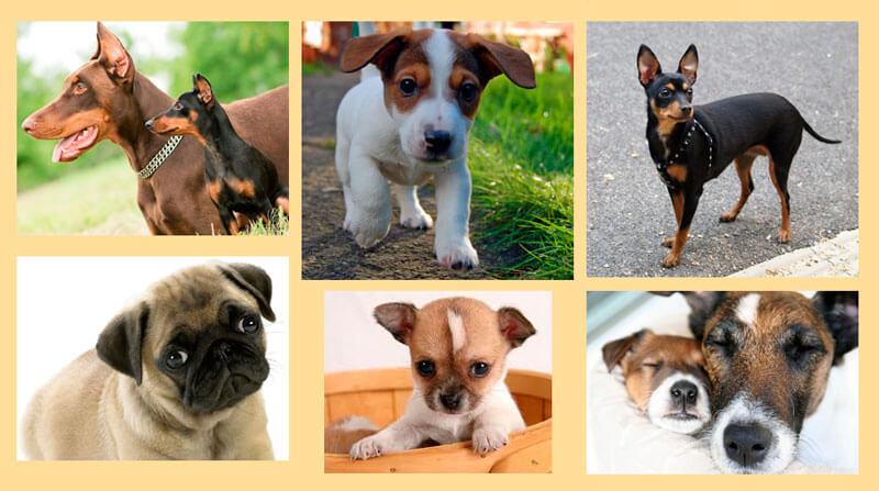 ÐодбоÑка коÑоÑкоÑеÑÑÑнÑÑ
поÑод