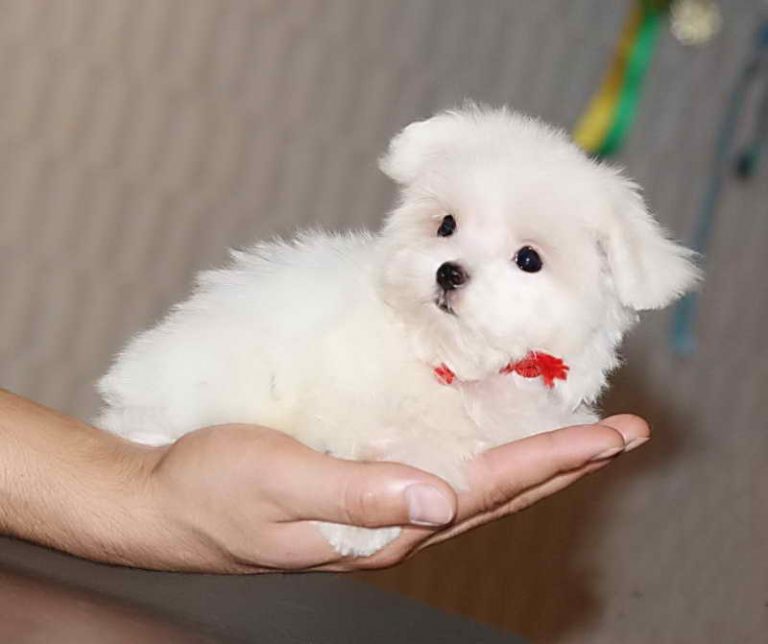 mini-malteze2-768x644