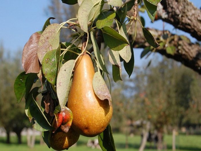 monilialnyj-ozhog-grushi