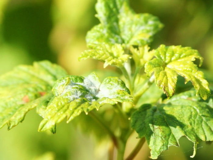 muchnistaya-rosa-na-smorodine-800x600