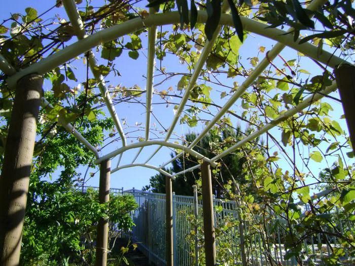 neobychnaya-opora-dlya-vinograda