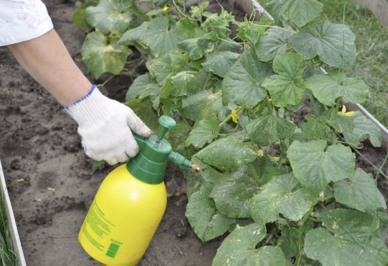 obrabotka-ot-vreditelej