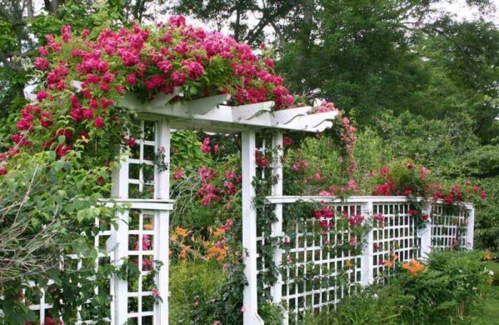 pergola_dlya_roz_3_25144637
