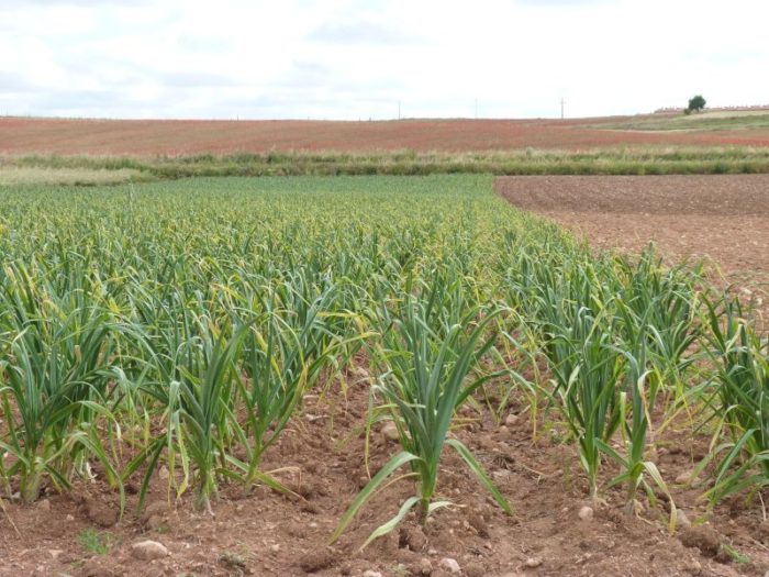 podkormka-chesnoka-vesnoy-5