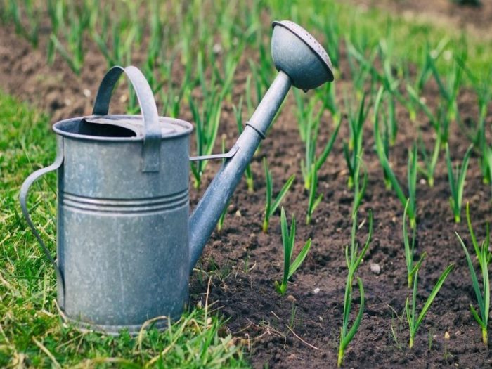 poliv-chesnoka-solju-4-1024x684