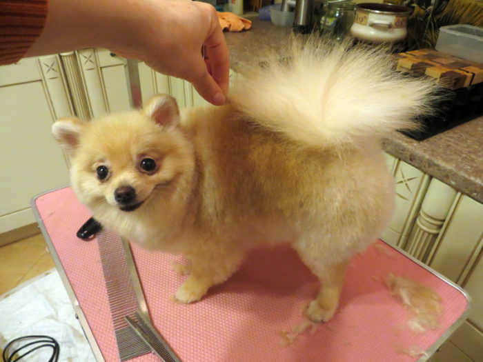 pomeranskij_shpic_2_p-800