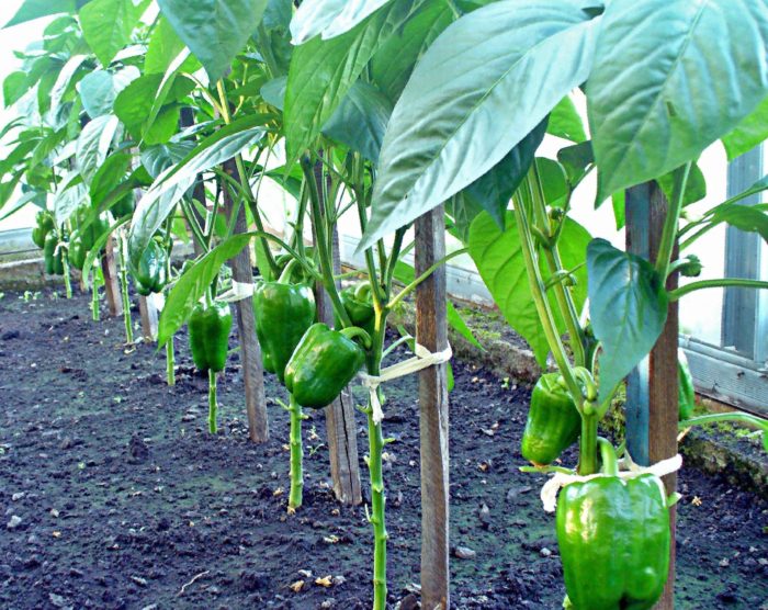 posadka-vysokoroslyh-percev