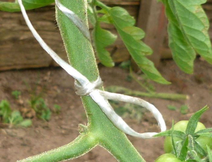 pravilnyi%cc%86-uhod-za-teplichnymi-tomatami