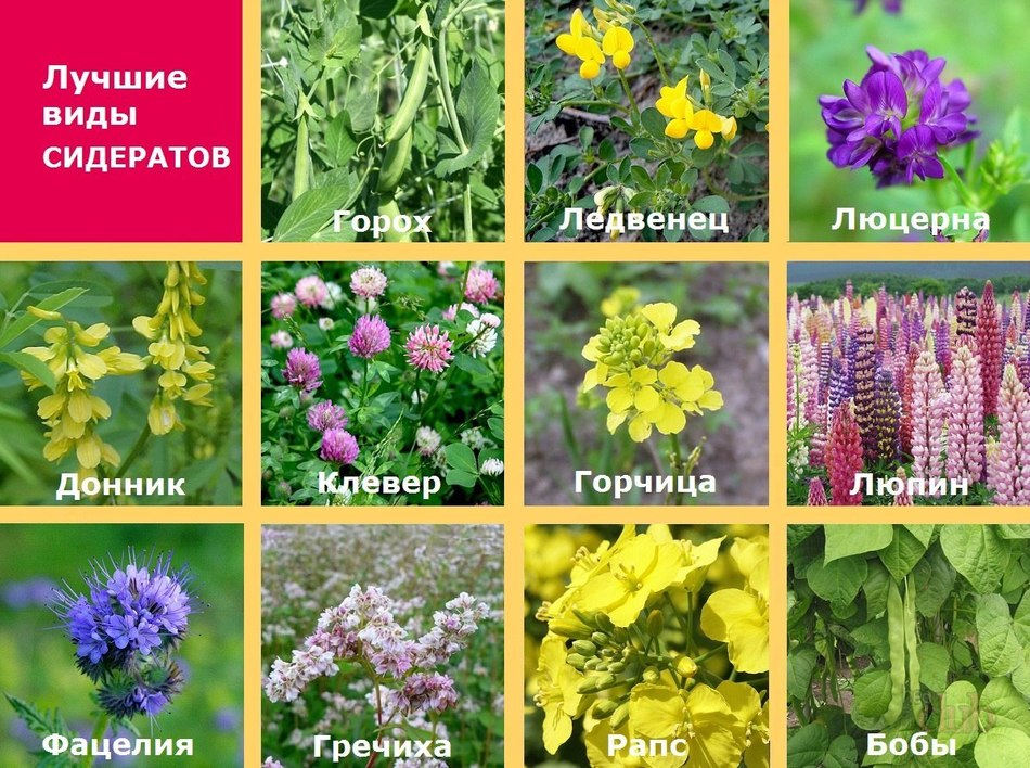 Ð Ð°ÑÑÐµÐ½Ð¸Ñ-ÑÐ¸Ð´ÐµÑÐ°ÑÑ