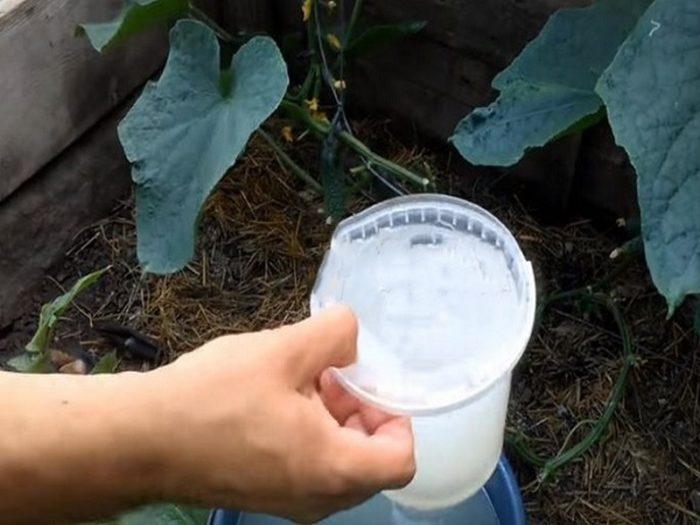 soda-dlya-ogurtsov-opryskivanie_2