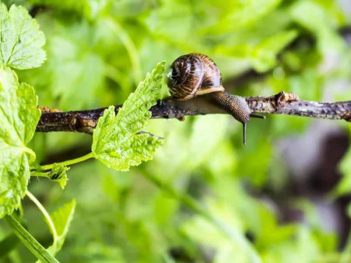 u-itka-sa-a-vpo-zaet-vverh-po-vetvi-smoro-in-svezhih-istev-ze-enogo-94205043