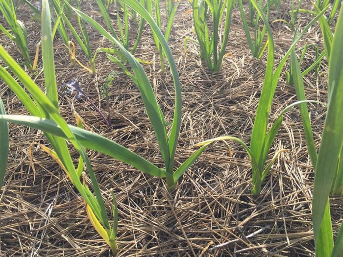 uhod_za_chesnokom_720702442