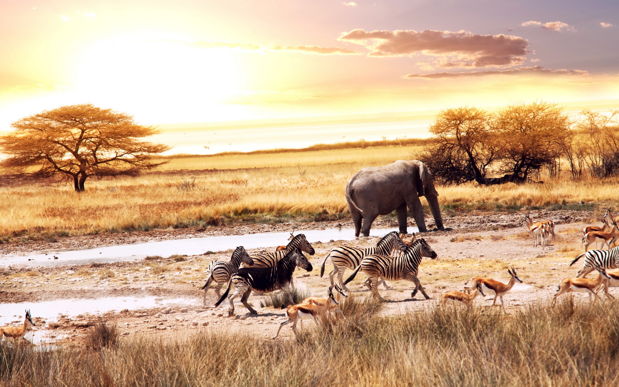Мир животных очень разнообразен. Моюнкумская Саванна. Африка пустыня Саванна джунгли. "Африканская Саванна" - диорама. Намибия Саванна.