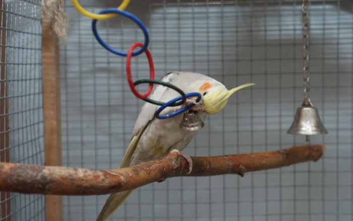 02-zherdi-dlya-popugaya