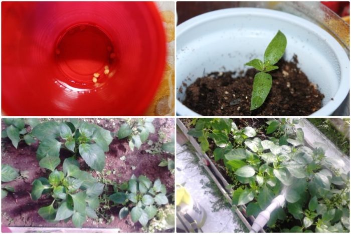 0_19f62e_833977ac_orig