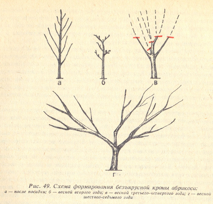 1272143777_krona-abrikosa