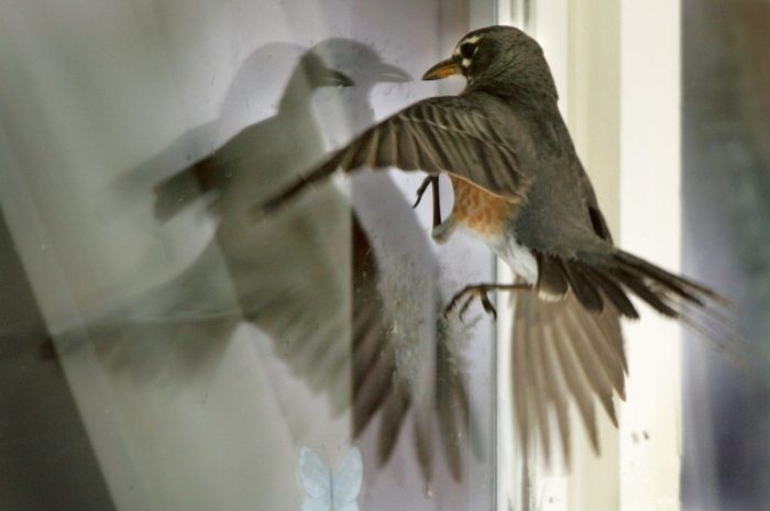 A robin attempts to battle it's own reflection in the window of a home in Janesville, Wis., Wednesday, April 27, 2005. Homeowner Judy Olsen reports that the bird has spent several hours a day locked in combat with itself. (AP Photo/The Gazette, Bill Olmstead)