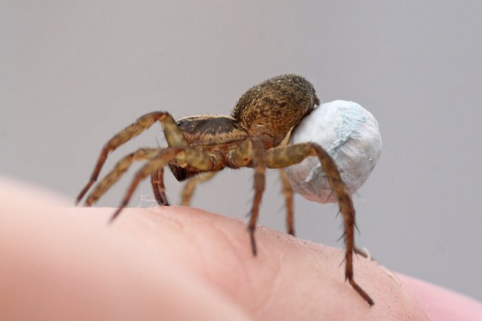 Ïàóê ñ êîêîíîì http://www.m-sokolov.ru/2016/05/07/spider-cocoon/