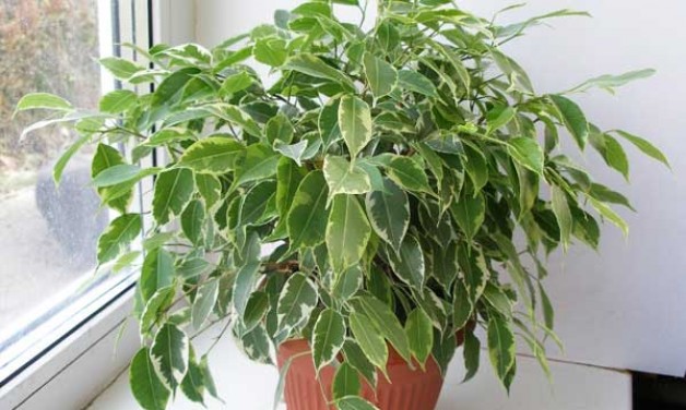 5039_fikusbendj37minn-628x376