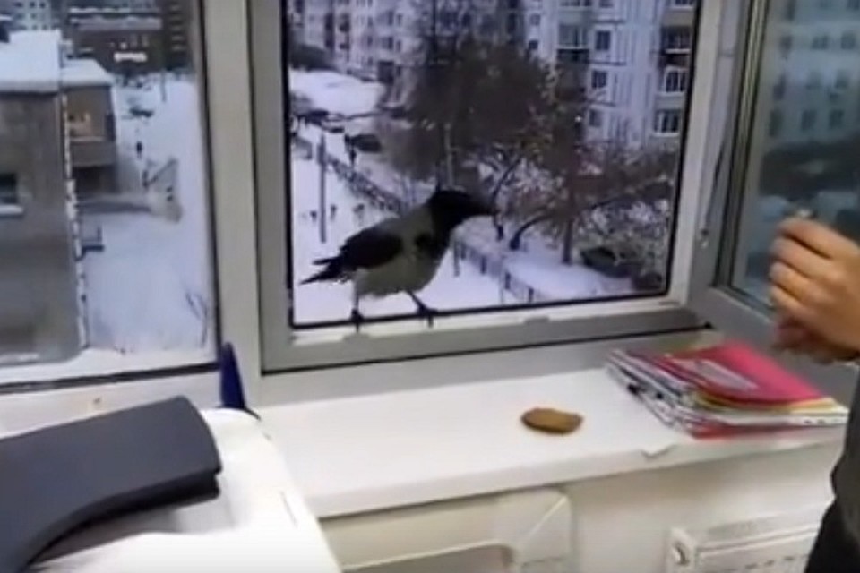 Ворона стучит в окно. Ворона на подоконнике. Вороны в окне. Ворона за окном. Птица стучит в окно гиф.