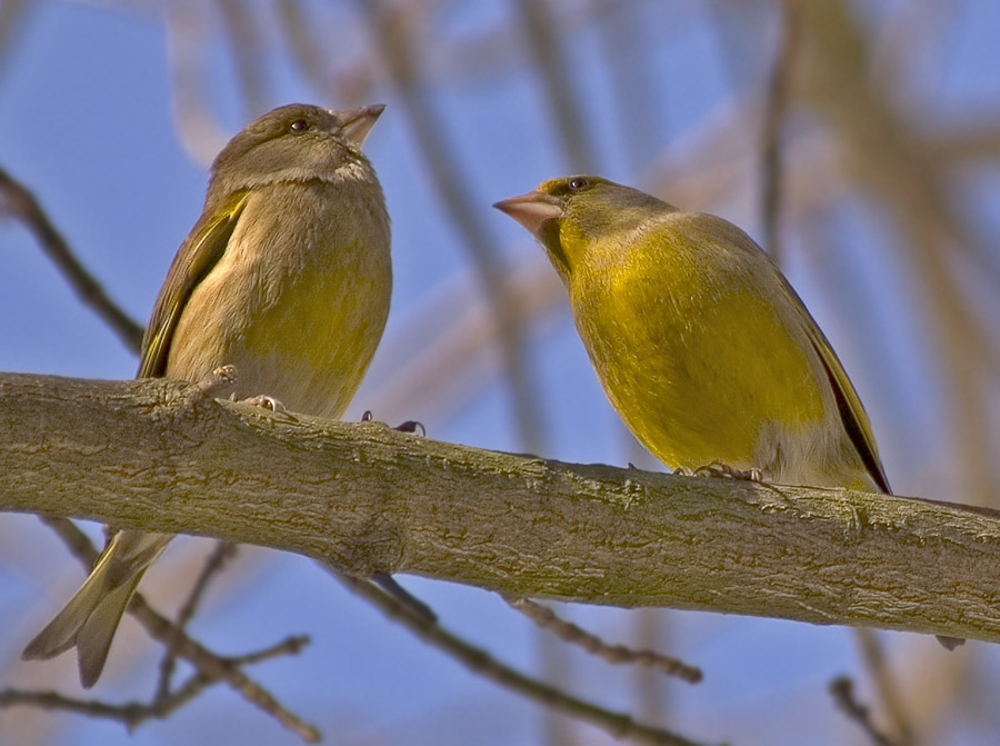 Первые птицы весны названия и фото