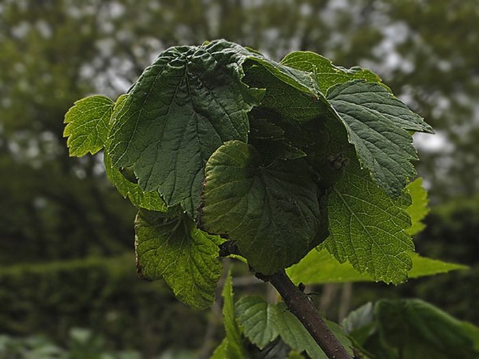 aphis_schneideri_causing_bunching_and_leaf_curl_of_blackcurrant_c2013-06-01_15-24-02ew