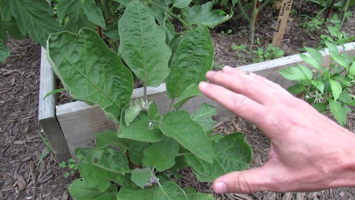 баклажны в открытом грунте